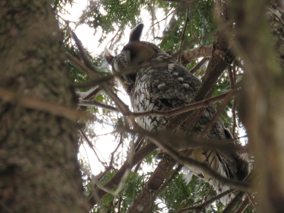 Long-eared Owl - ML208079901