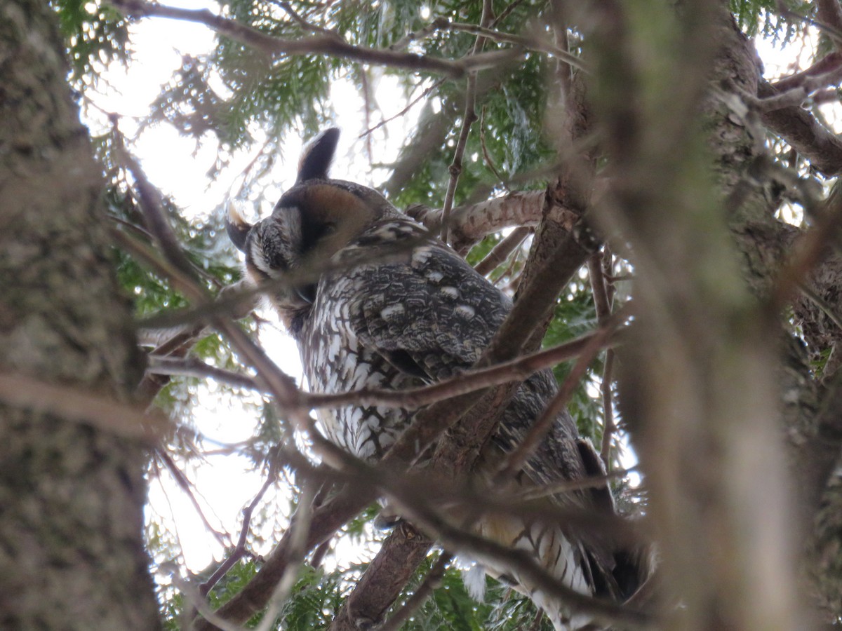 Long-eared Owl - Pete Fenner