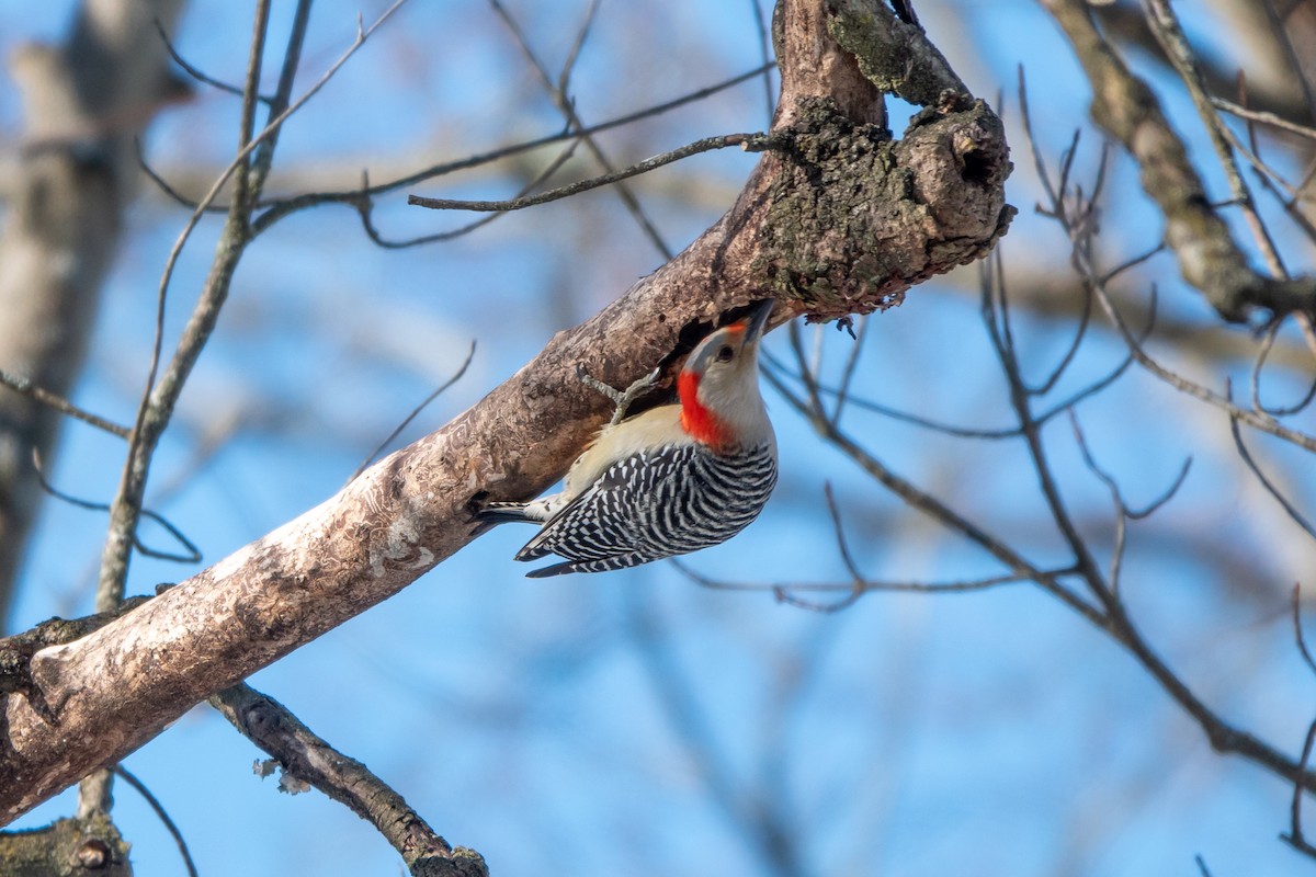 Red-bellied Woodpecker - ML208083091