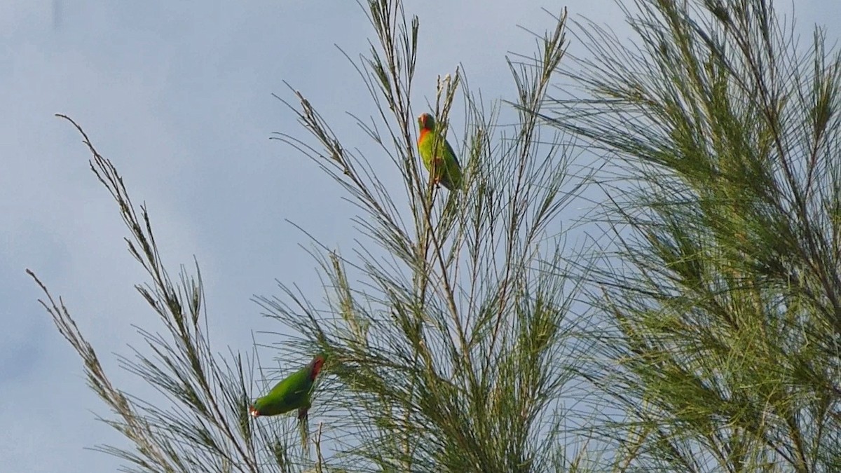 Philippine Hanging-Parrot - ML208083411