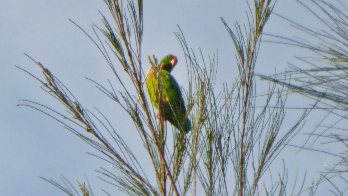 Philippine Hanging-Parrot - ML208083541