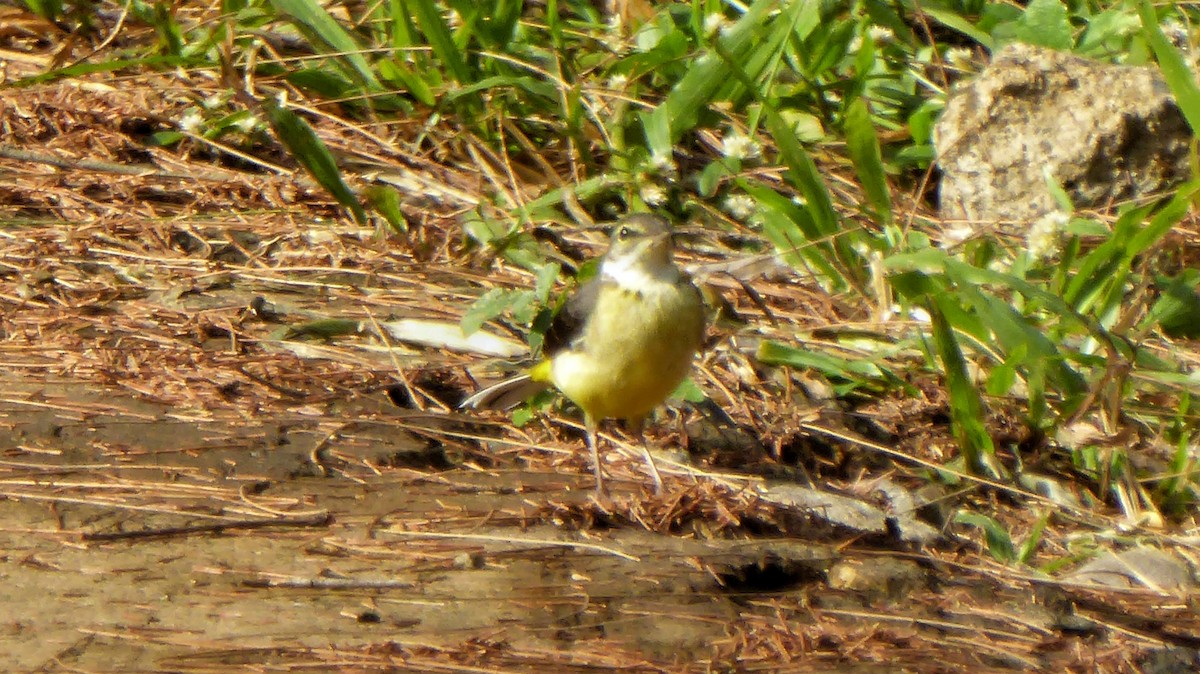 Gray Wagtail - ML208083571