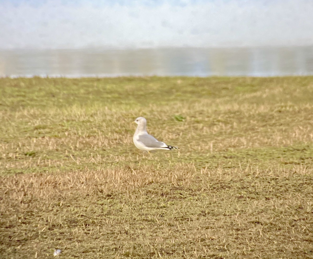 Short-billed Gull - ML208084451