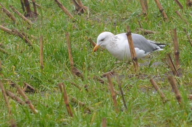 California Gull - ML208085021