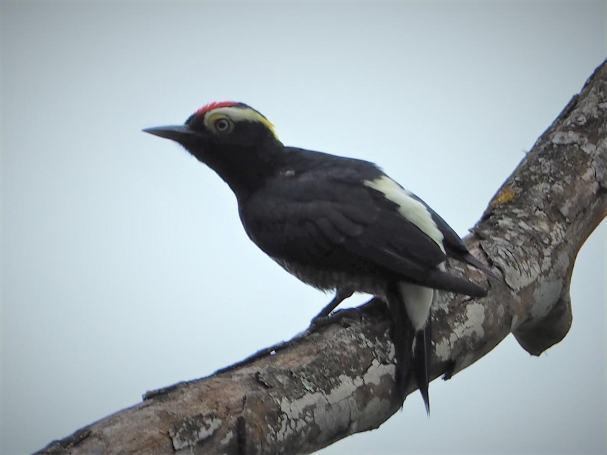 Yellow-tufted Woodpecker - ML208085481