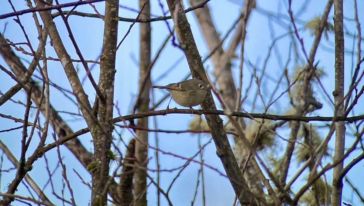 Ruby-crowned Kinglet - ML208085731