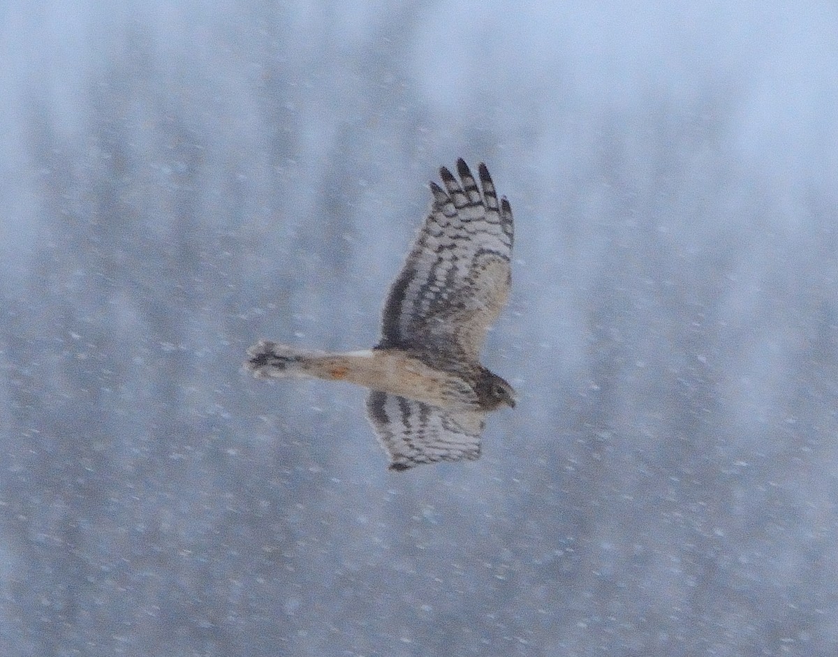 Northern Harrier - ML208086121