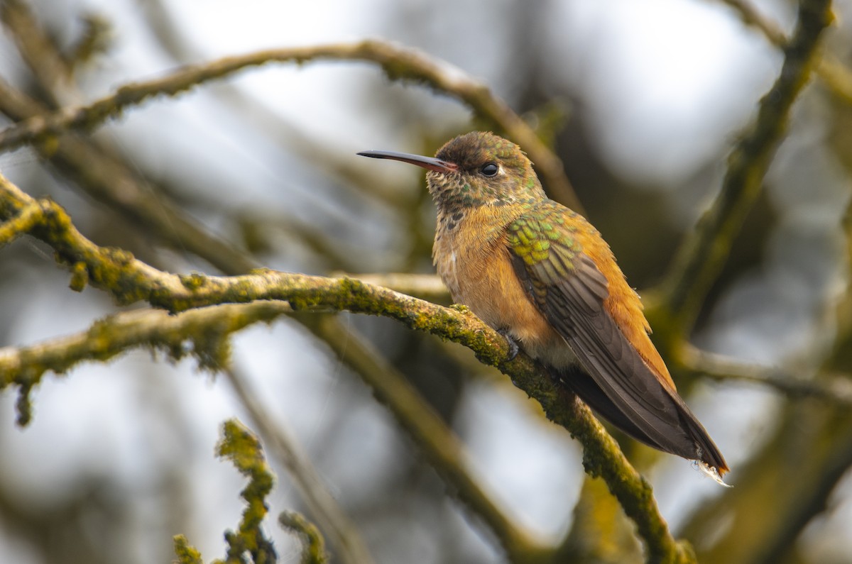 Amazilia Hummingbird - ML208088181