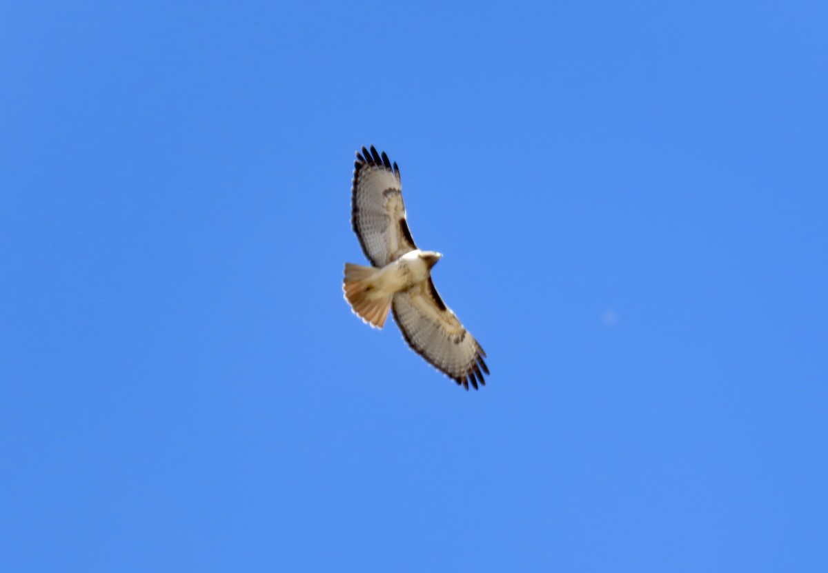 Red-tailed Hawk - ML208088461