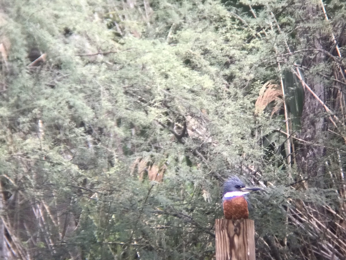 Ringed Kingfisher - ML208090221