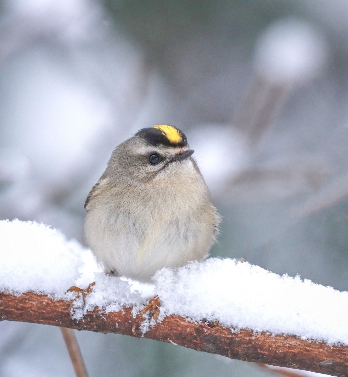 Golden-crowned Kinglet - ML208091241