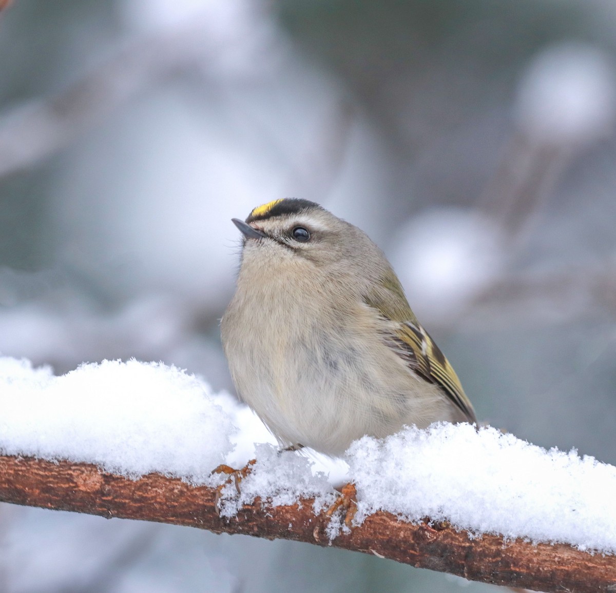 Golden-crowned Kinglet - ML208091251