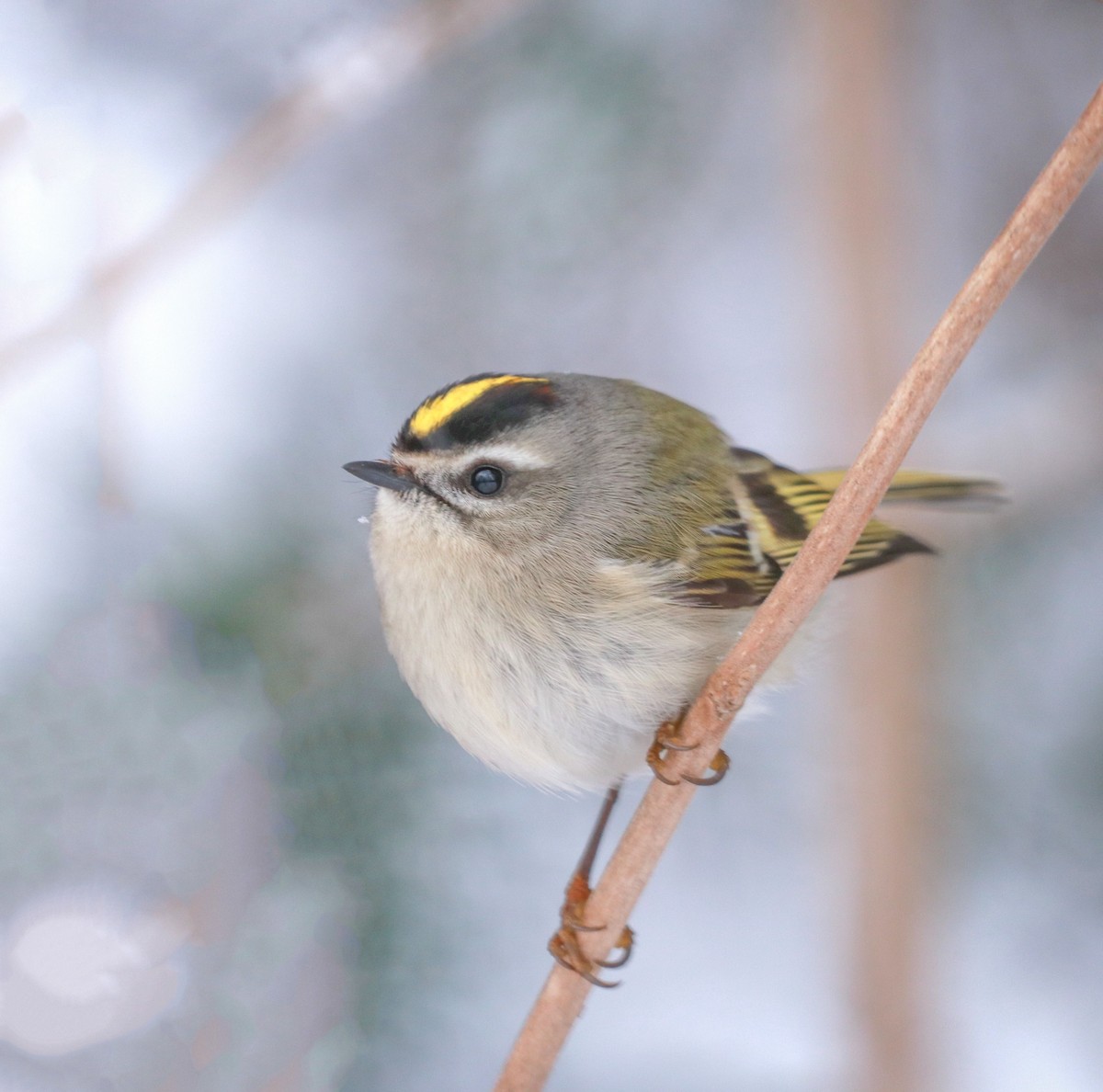 Golden-crowned Kinglet - ML208091261
