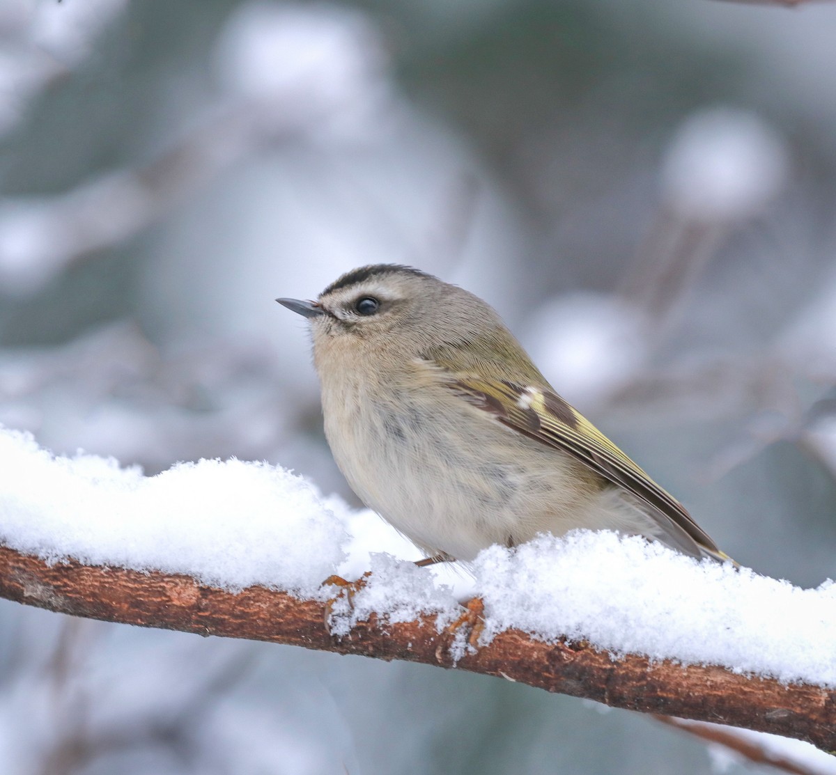 Golden-crowned Kinglet - ML208091281