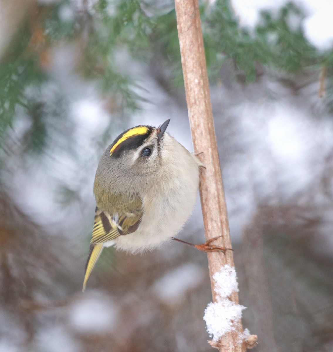 Golden-crowned Kinglet - ML208091301