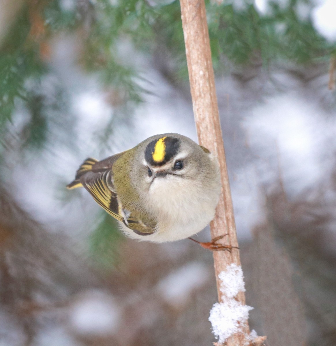 Golden-crowned Kinglet - ML208091311