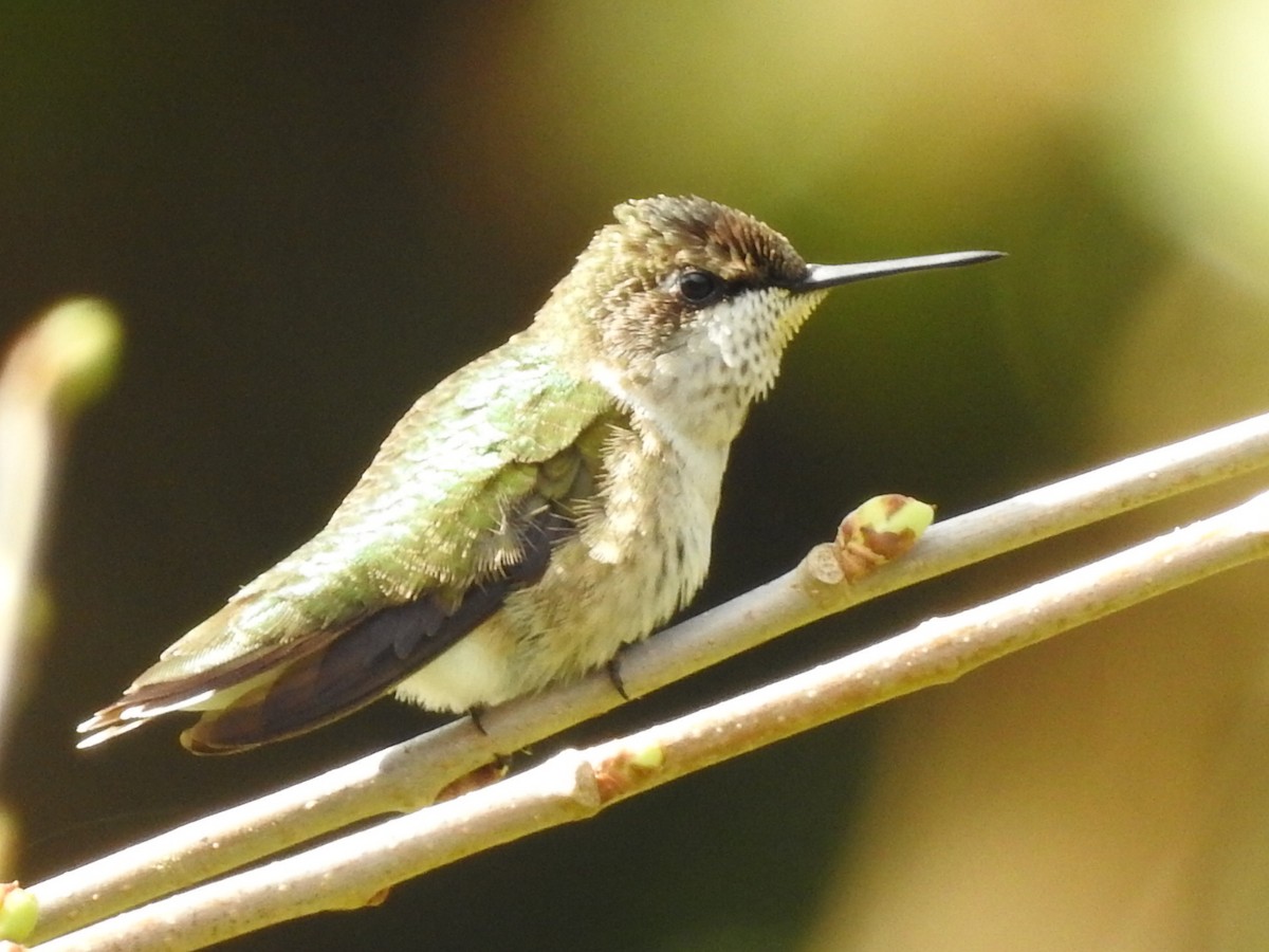 Colibri à gorge rubis - ML208092801