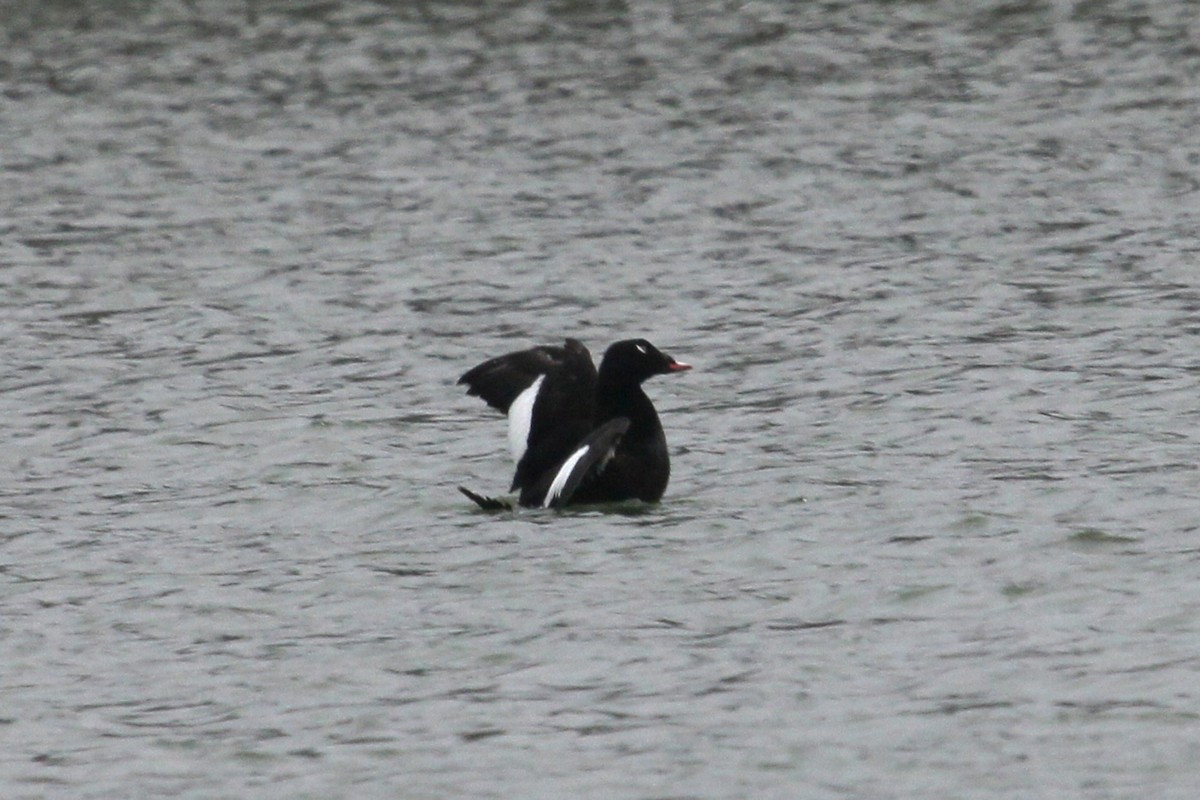 White-winged Scoter - Winston Caillouet