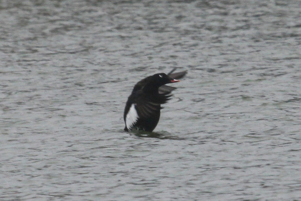 White-winged Scoter - Winston Caillouet