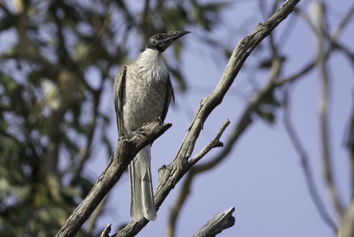 Noisy Friarbird - ML208093921