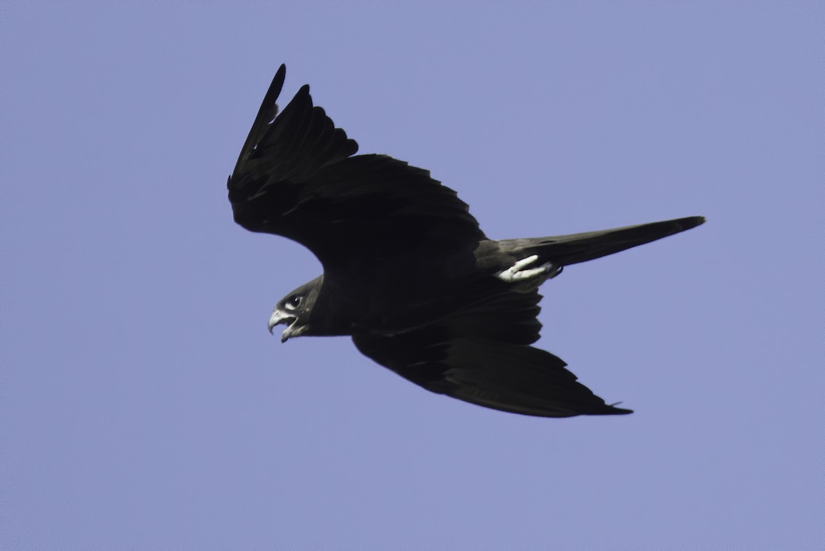 Black Falcon - ML208093951
