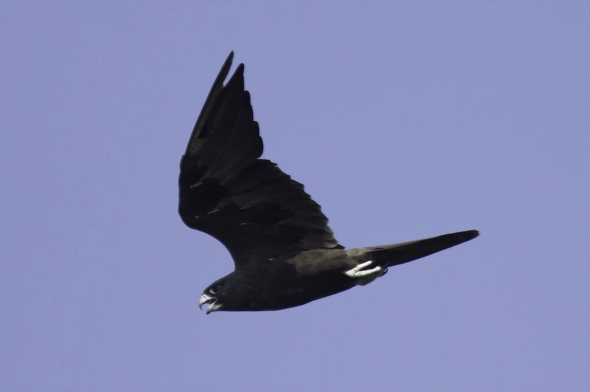 Black Falcon - ML208093961