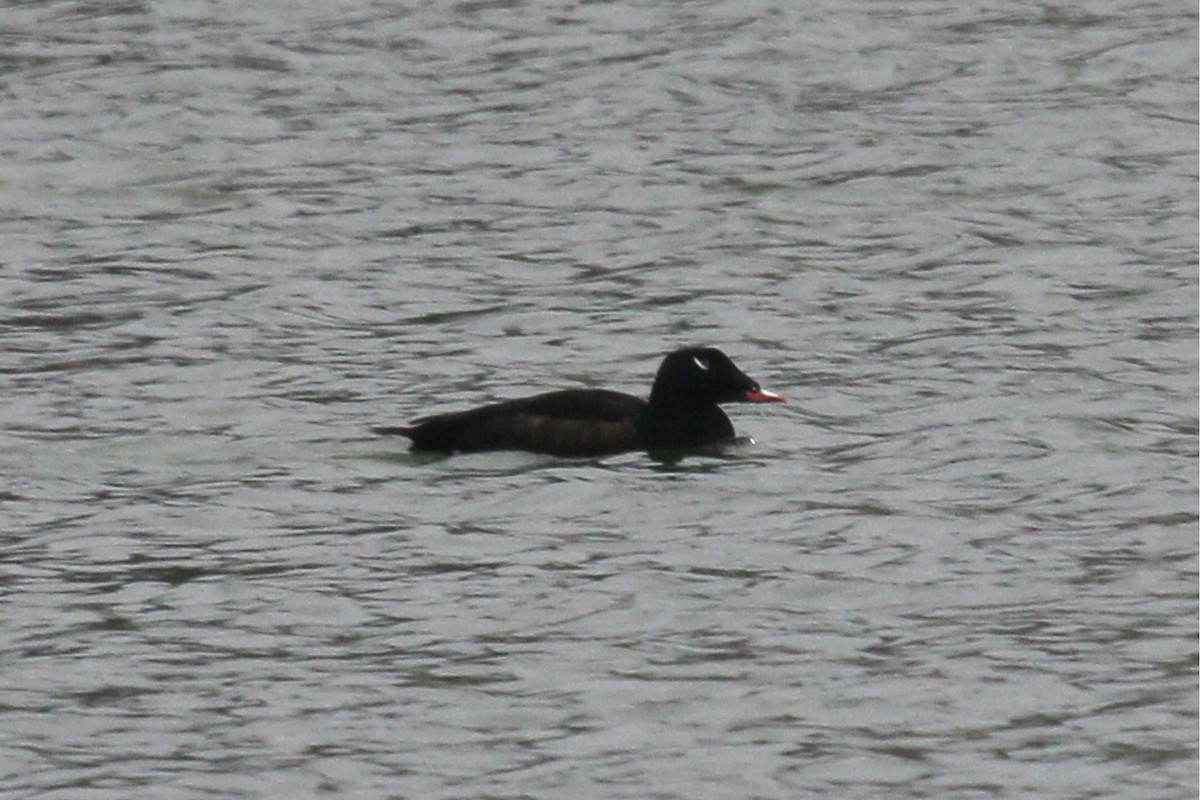 White-winged Scoter - Winston Caillouet