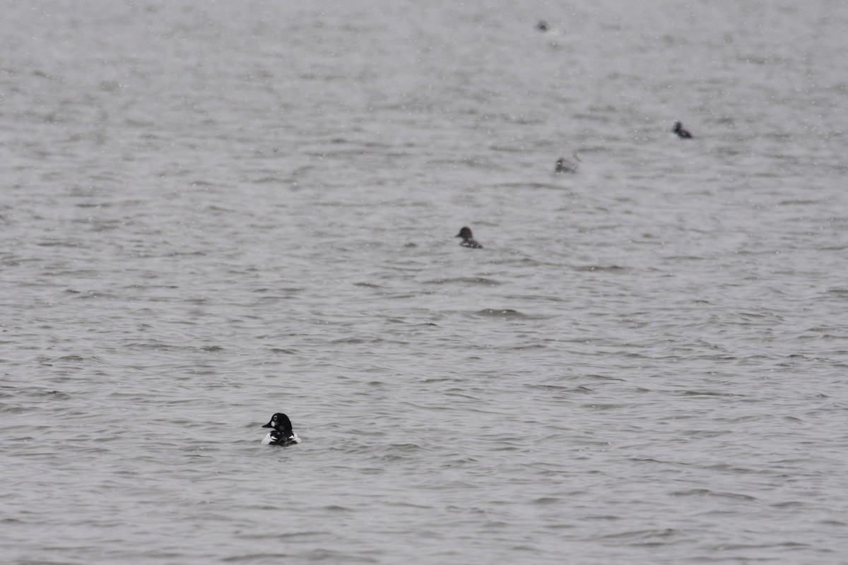 Common Goldeneye - ML208094101