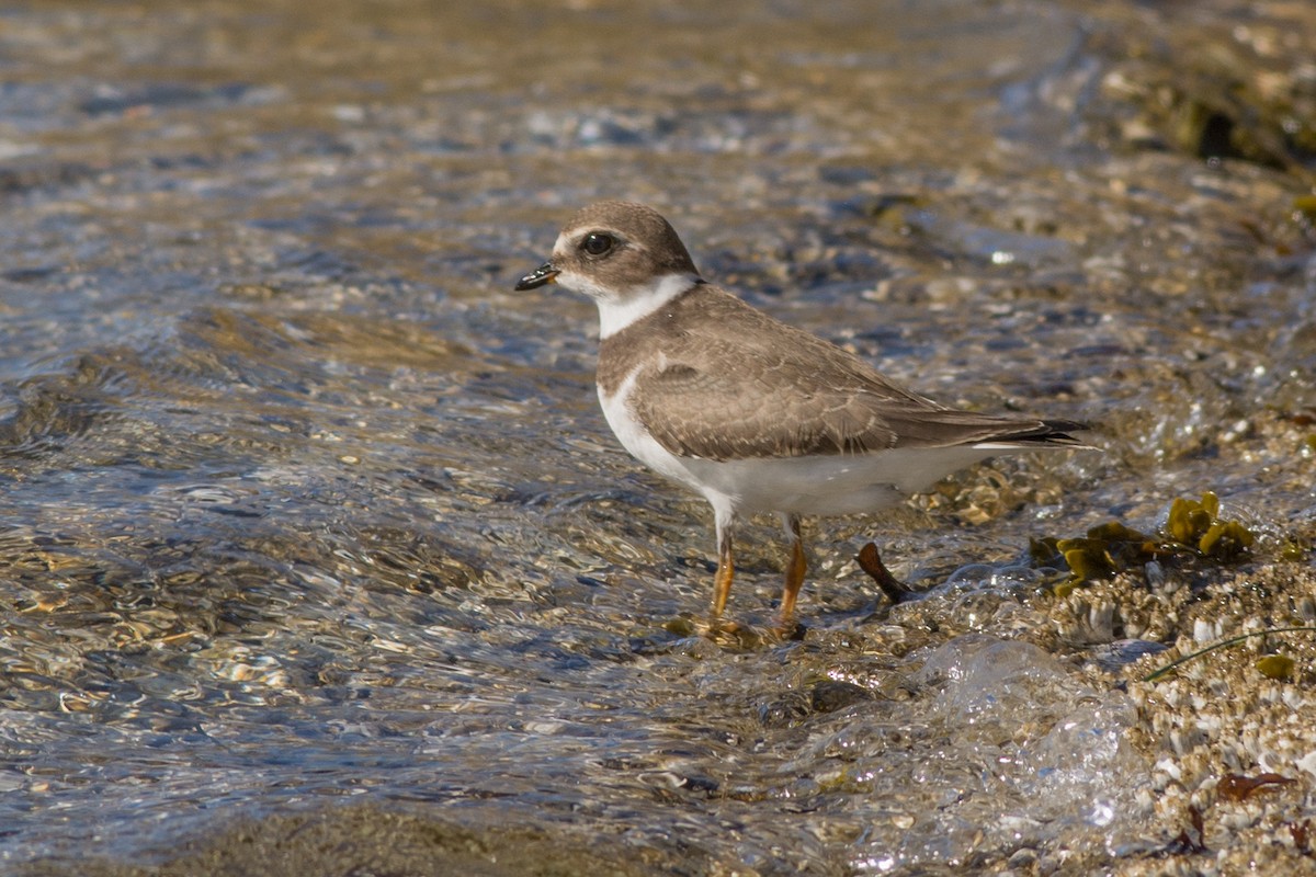 Semipalmated Plover - ML208094931