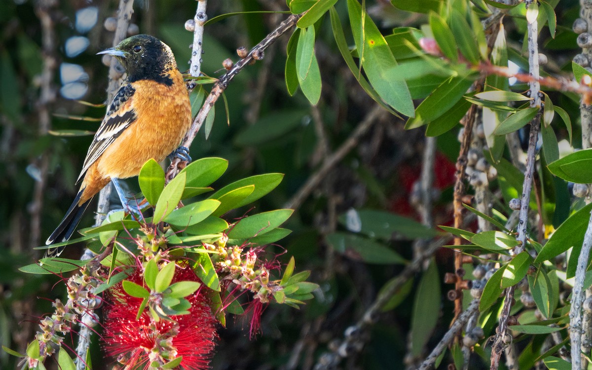 Orchard Oriole - Shawn Moon