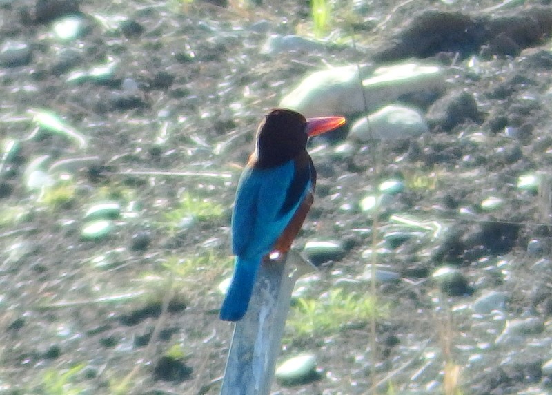 White-throated Kingfisher - ML20809521