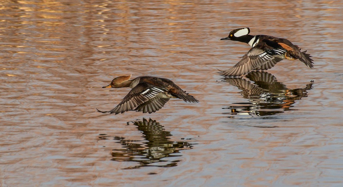 Hooded Merganser - Libby Burtner