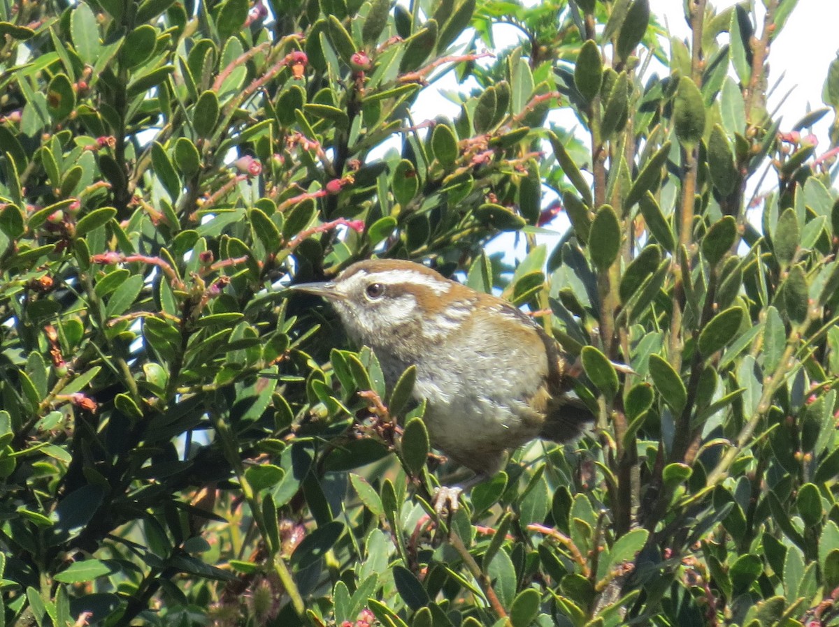 Timberline Wren - ML208096201