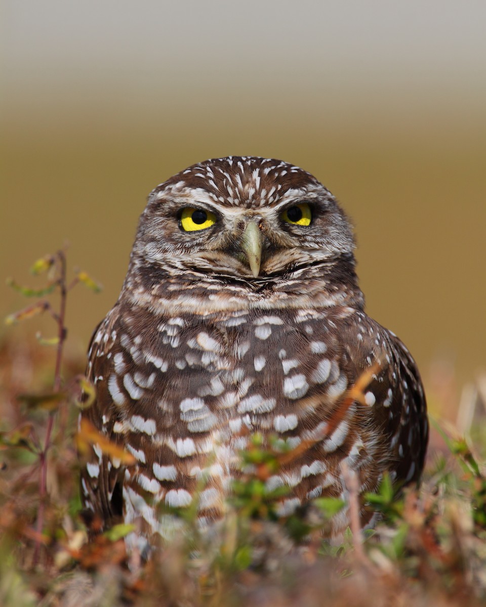 Burrowing Owl - Bruce Robinson