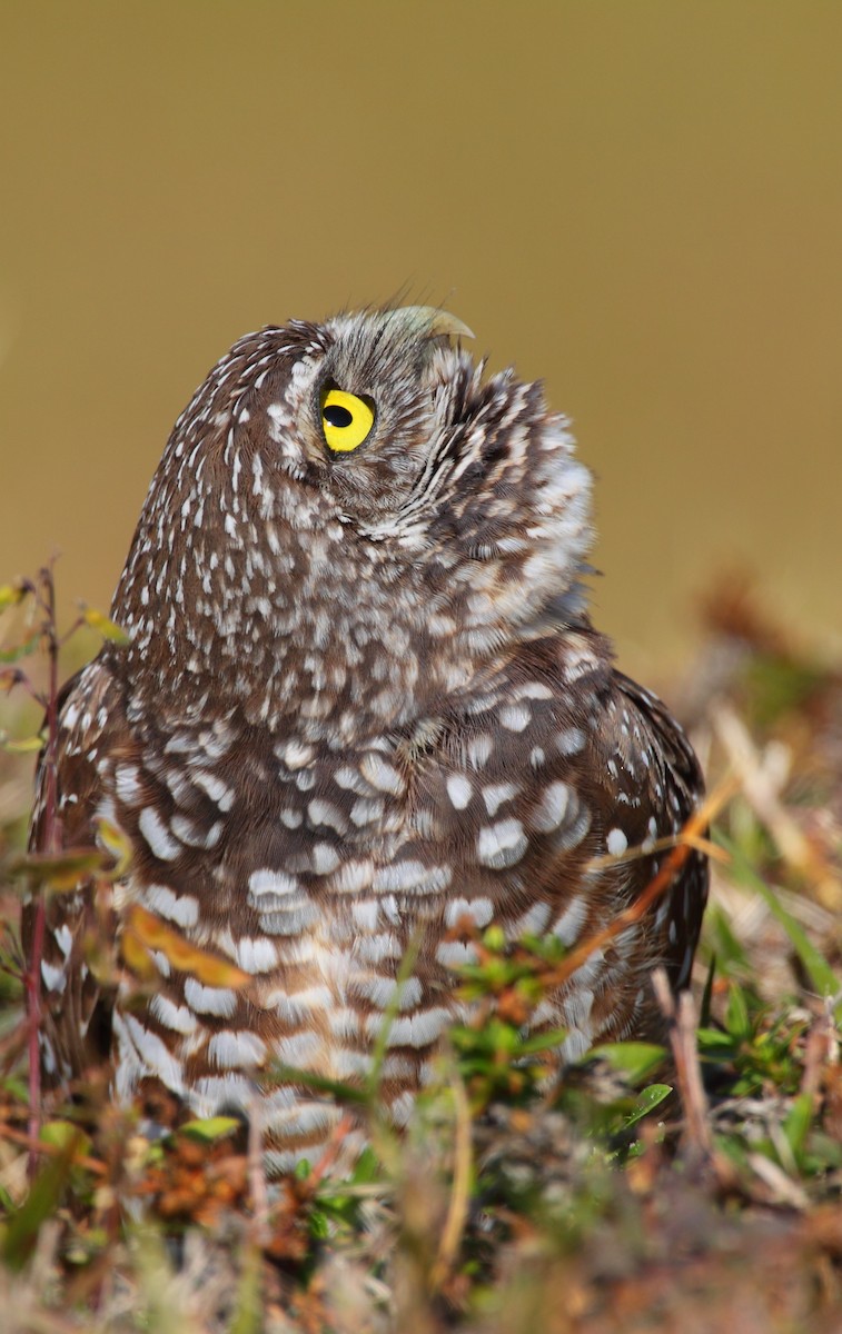 Burrowing Owl - Bruce Robinson