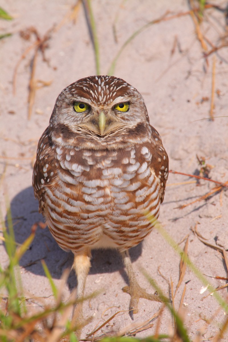 Burrowing Owl - Bruce Robinson