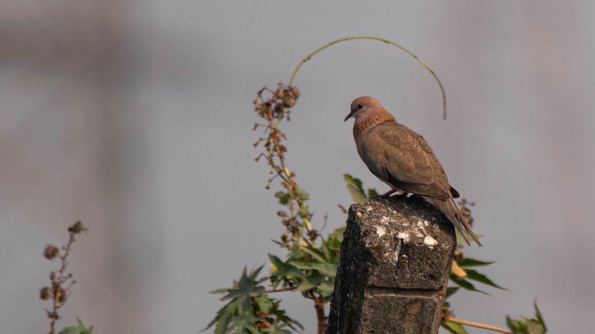 Tórtola Senegalesa - ML208097611