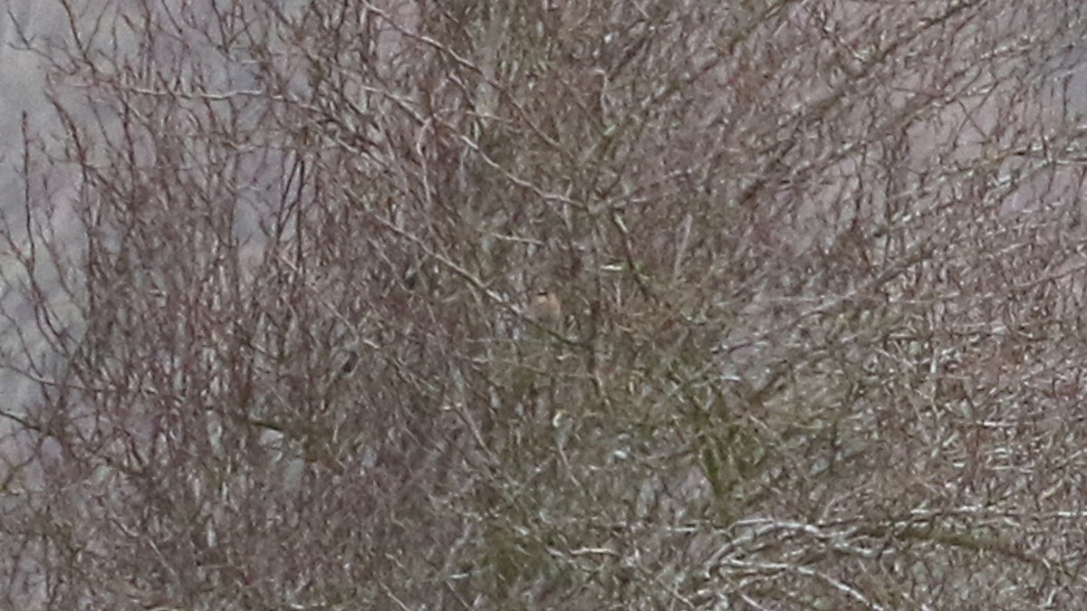 Siberian Accentor - ML208100561