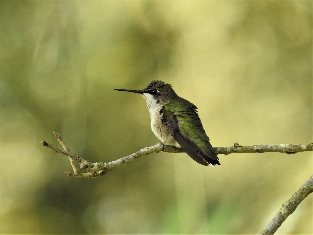 Ruby-throated Hummingbird - Malise Prieto