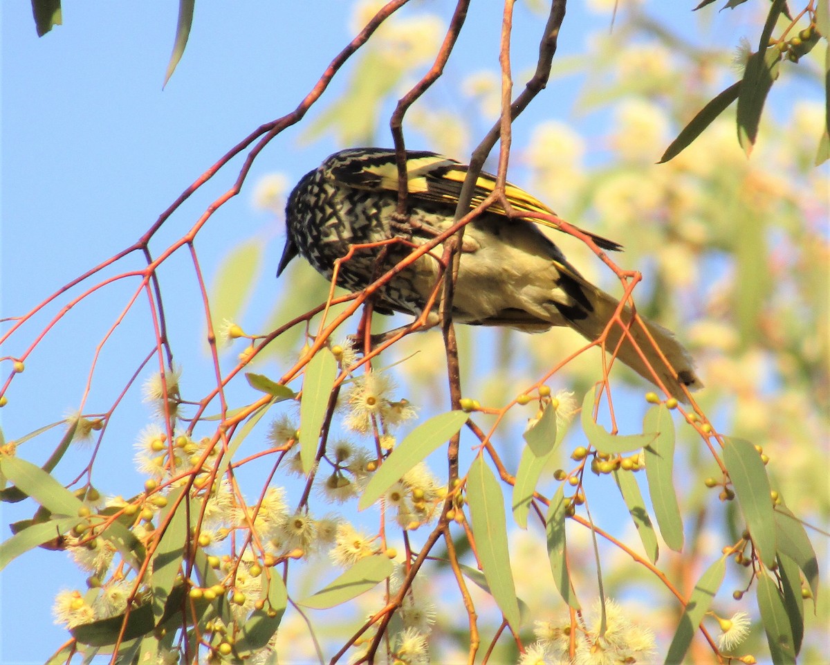 Regent Honeyeater - ML208101811