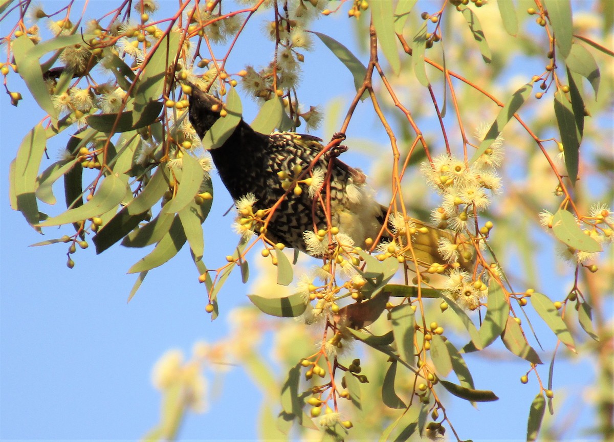 Regent Honeyeater - ML208101861