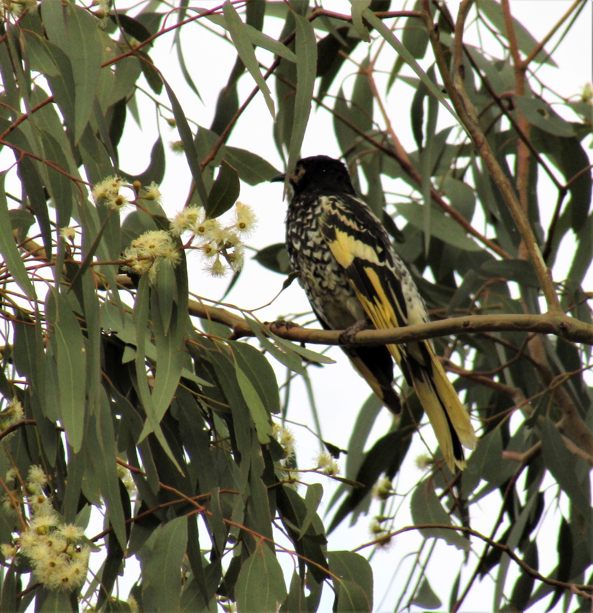 Regent Honeyeater - ML208101971