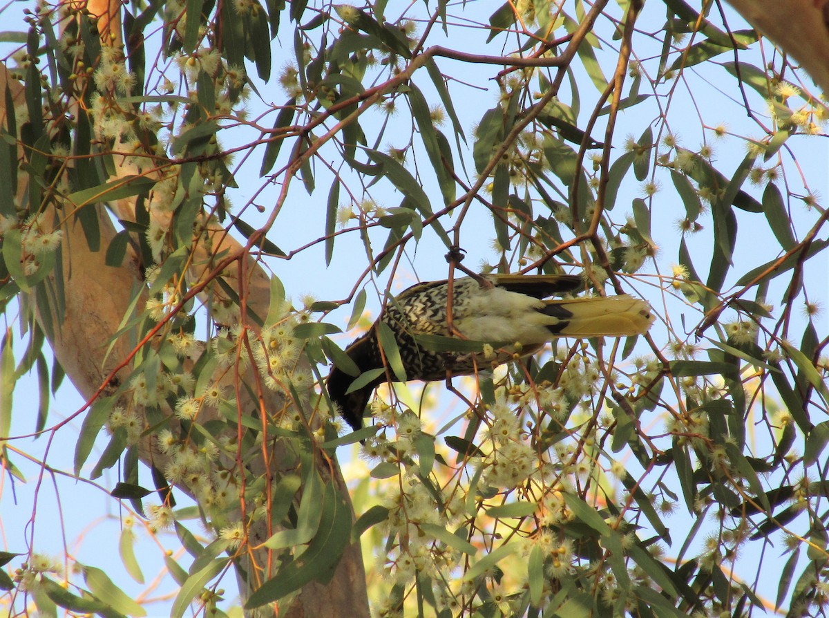 Regent Honeyeater - ML208102391