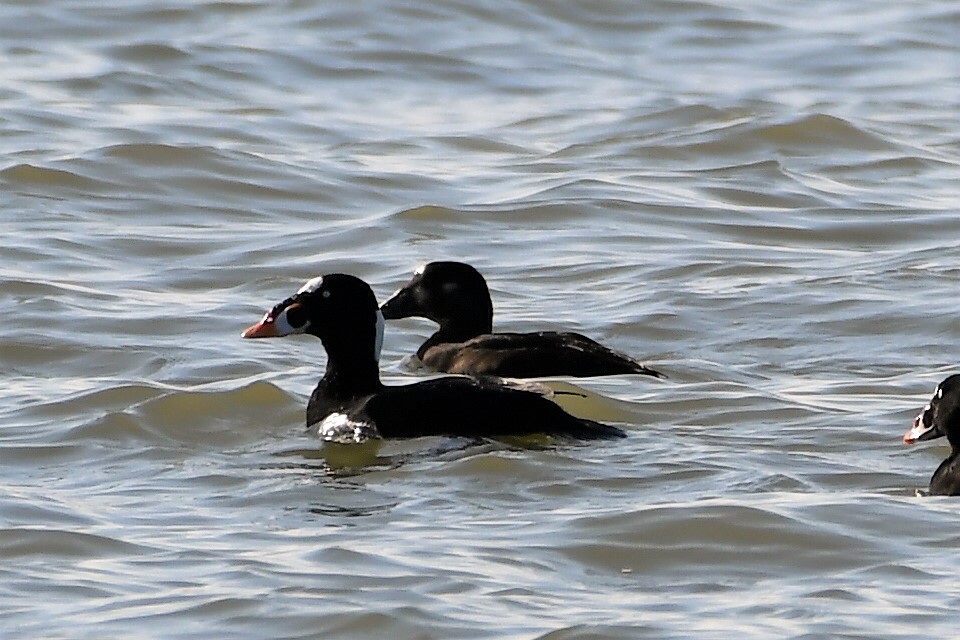 Surf Scoter - ML208103281