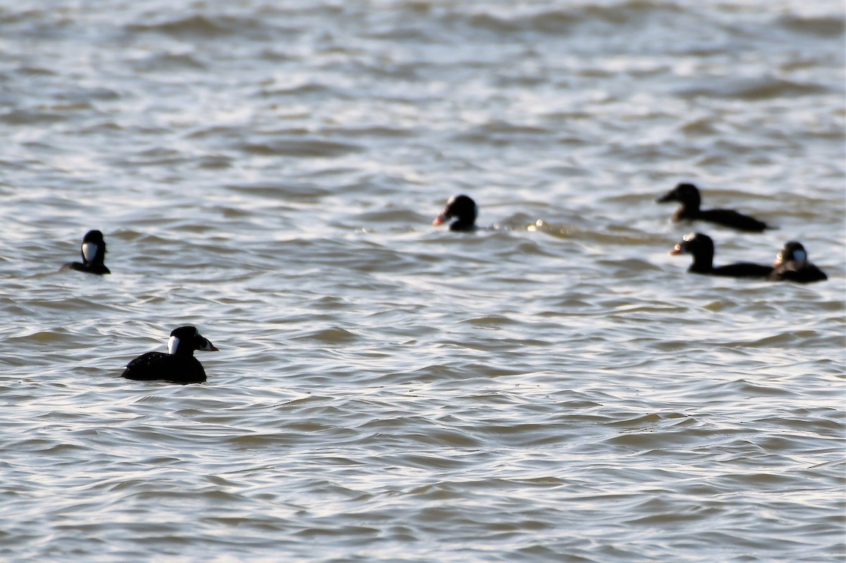Surf Scoter - ML208103381