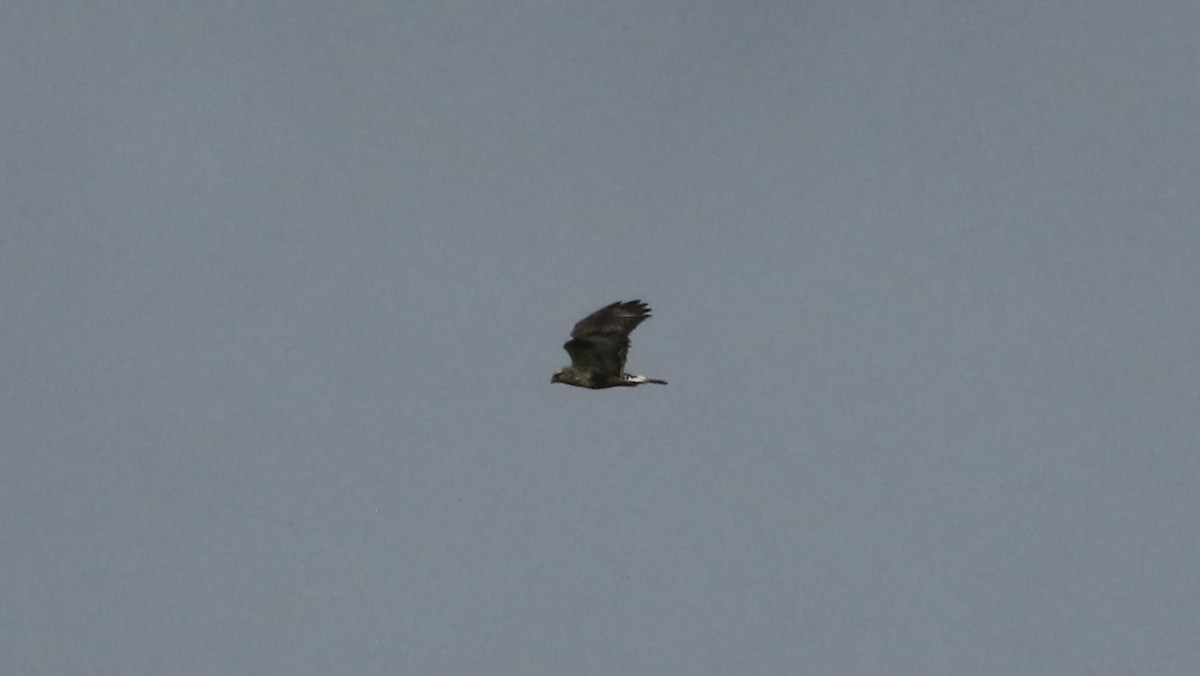 Rough-legged Hawk - ML208103911