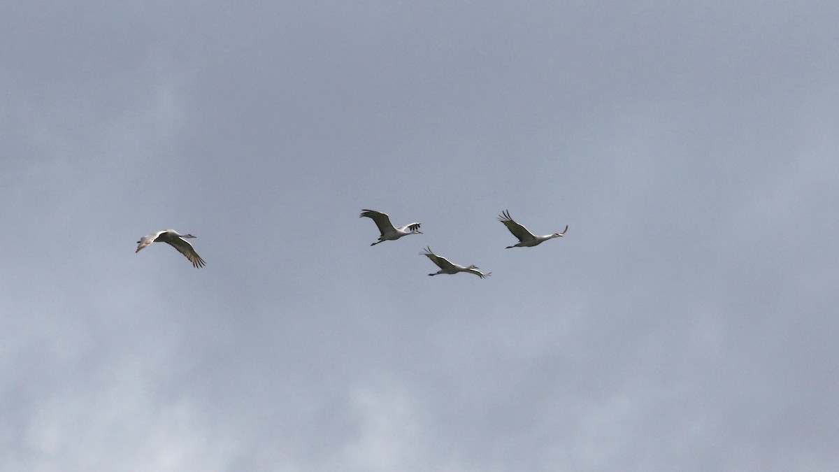 Sandhill Crane - ML208104021