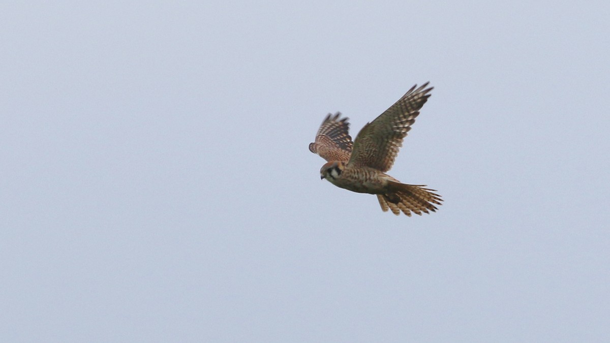 American Kestrel - ML208104081