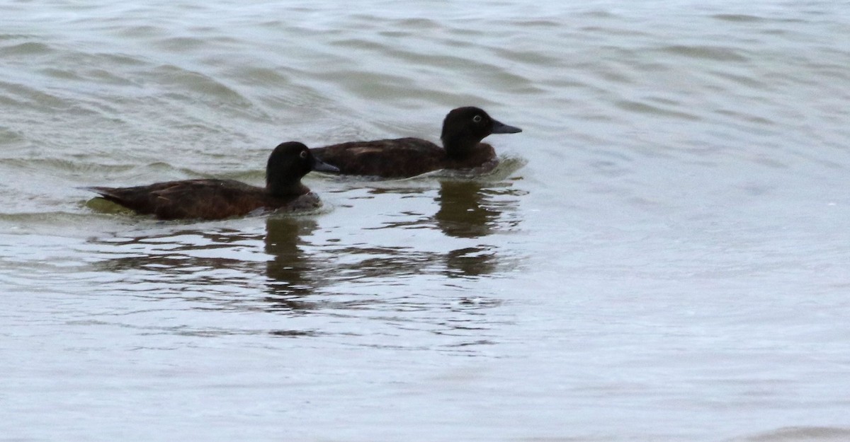 Auckland Islands Teal - ML208104121