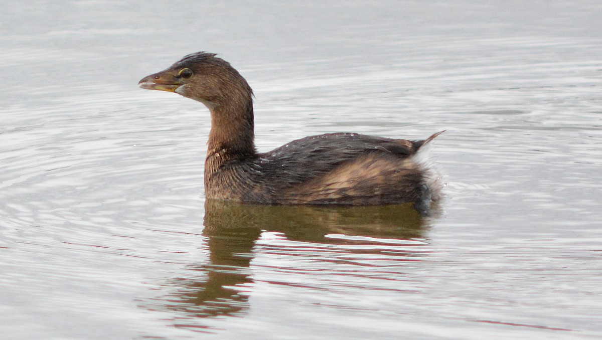 Pied-billed Grebe - ML20810581